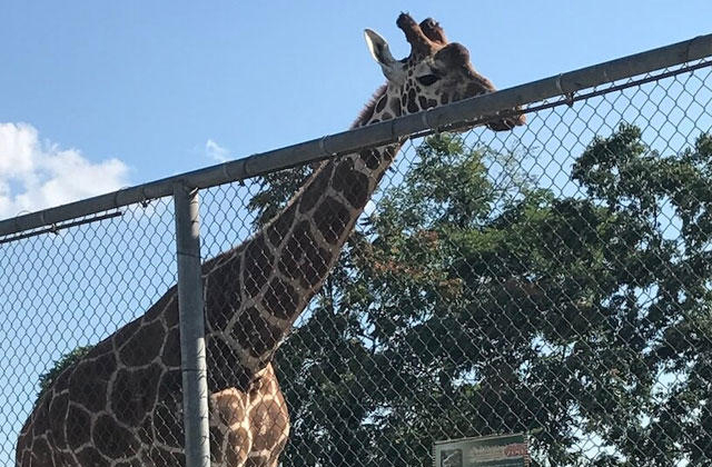 Malha do Zoológico