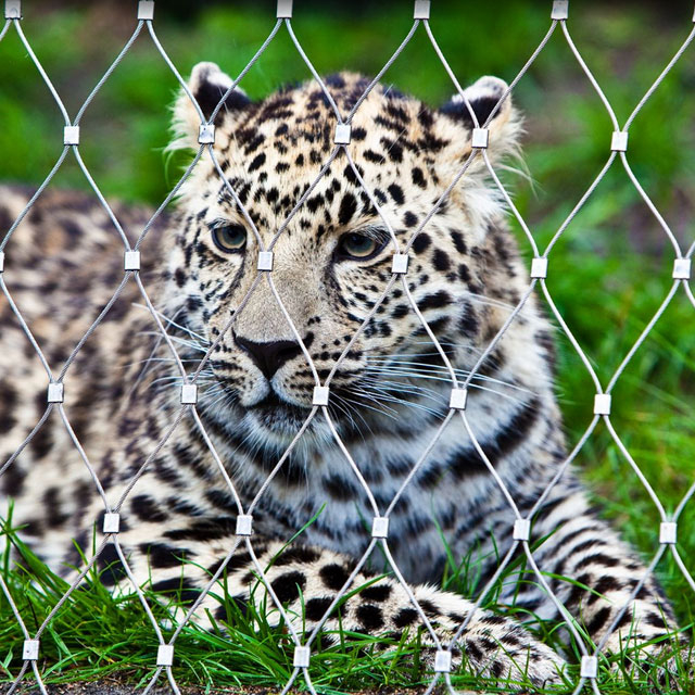 leopard
