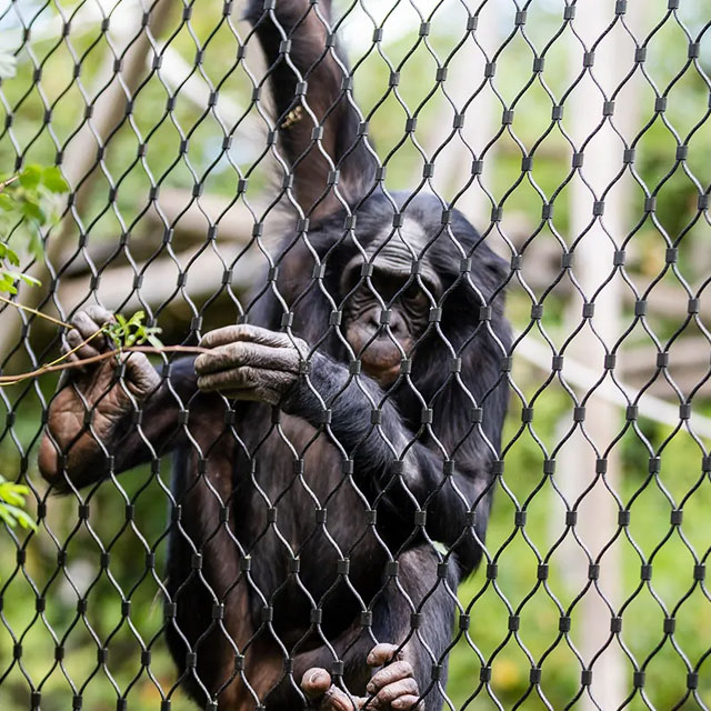 Chimpanzees