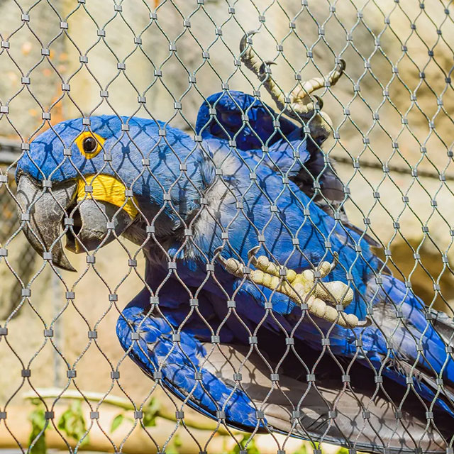 Parrot
