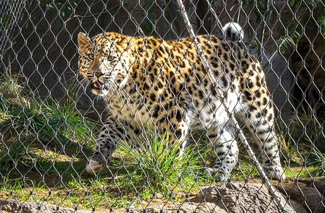 Zoo