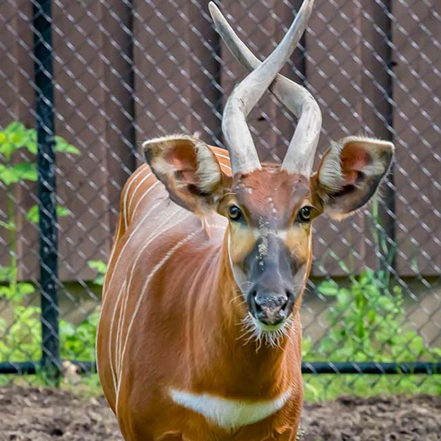 antelope