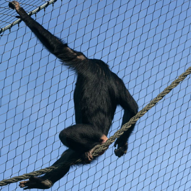 monkey