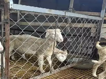 sheep pen