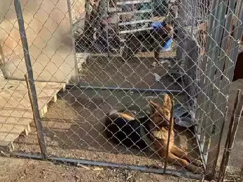 Dog kennel